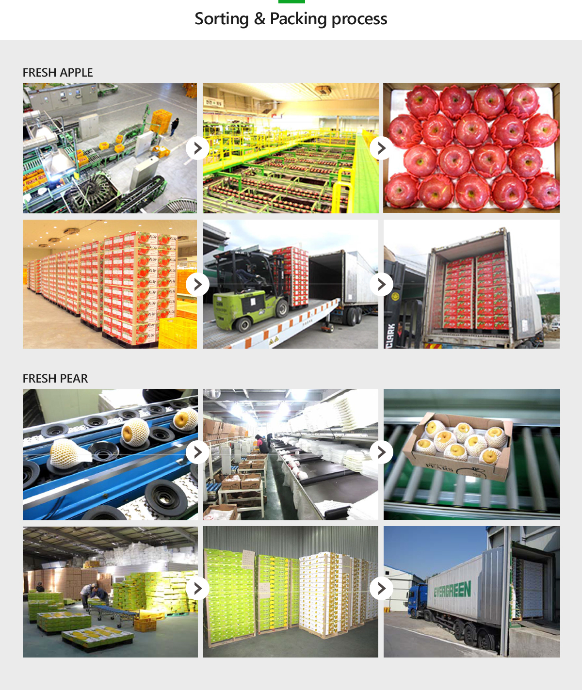 Sorting & Packing process