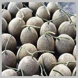 MELON