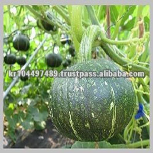 SWEET PUMPKIN from Korea | SWEET PUMPKIN from Korea