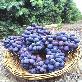 full image (Campbell early) Korean fresh grape