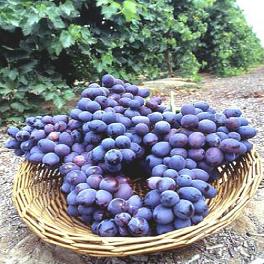 (Campbell early) Korean fresh grape
