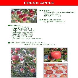 Korean Fresh Apple