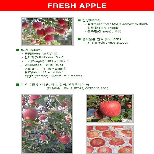Korean Fresh Apple