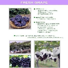 Korean Fresh Grape