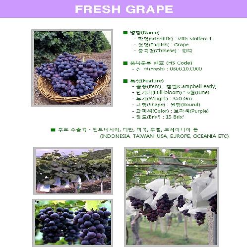 Korean Fresh Grape