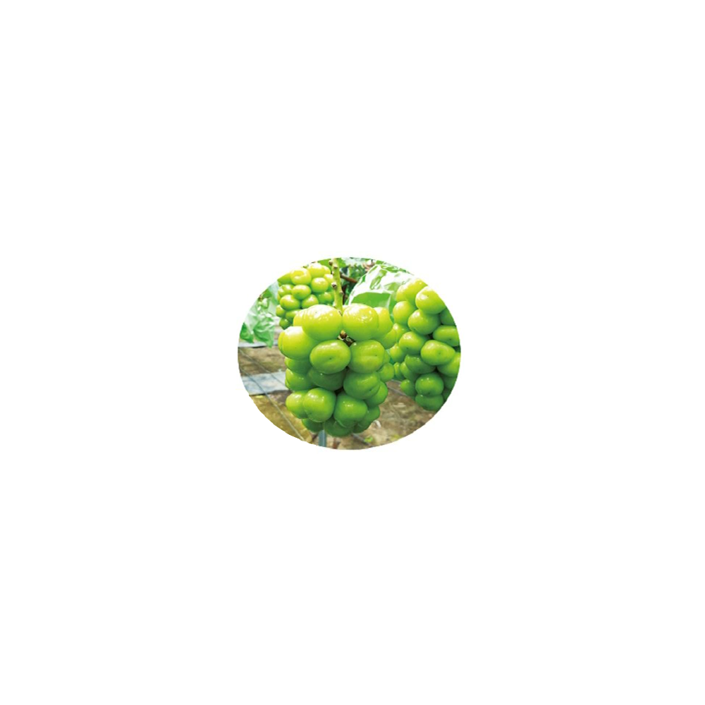 Fresh Grapes (Kyoho, Campbell, Shine Muscat)